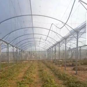China Clear Sheeting Roof Polythene Cover 80 Microns Multi Span Greenhouse wholesale