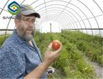 Fruits 100m Single Span Plastic Tunnel Greenhouse