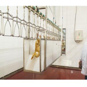 China Stainless Steel Poultry Slaughtering Line 500 Bph Chicken Plucking Equipment wholesale