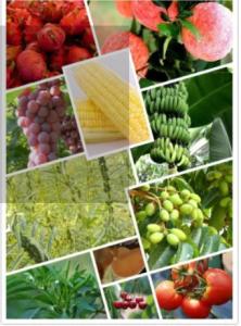 China 25057-89-0 Agrochemical Pesticides Herbicide Bentazone 95%TC wholesale