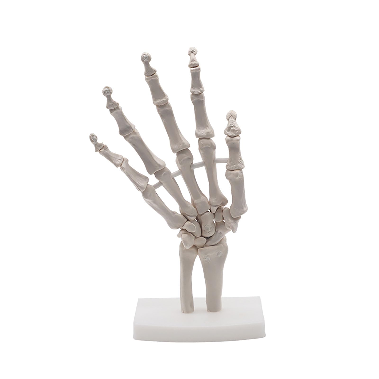 Human Life Size 3d Hand Skeleton Mode Flexible For Medical Demonstration