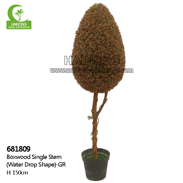 boxwood single trunk