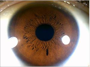 China Green Iris Recognition Camera Iridology Device English Spanish Chinese wholesale