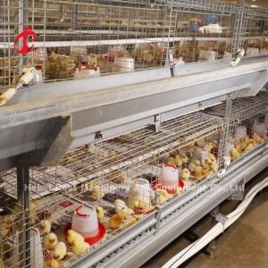 China Full Automatic Poultry Farming Cage System Anti Corrosive In Nigeria Rose wholesale