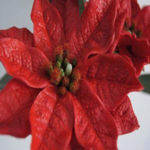 Real Touch PU Christmas Flowers
