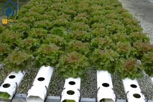China Greenhouse NFT Hydroponic Growing System For Soilless Agriculture Plant Growth wholesale