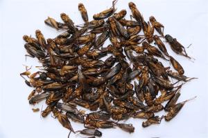 China 100% Natural Dried Crickets For Pet Food 100% Natural wholesale