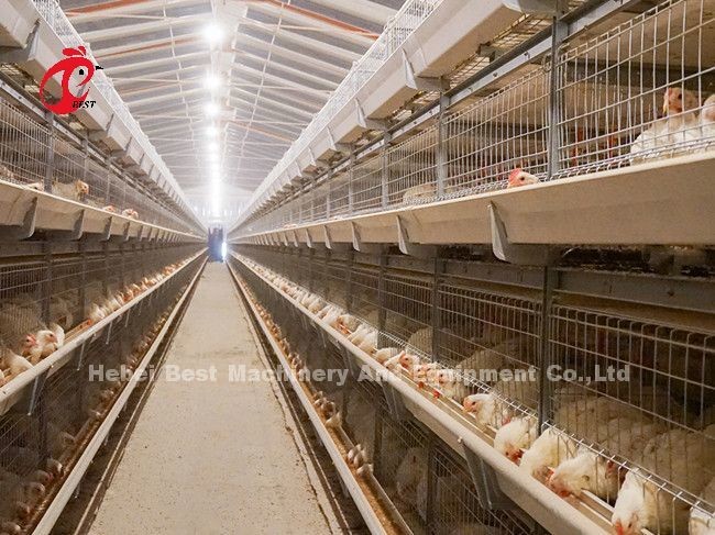 Galvanized A Or H Type Broiler Chicken Cage For One Day Old To Adult Chicken Doris