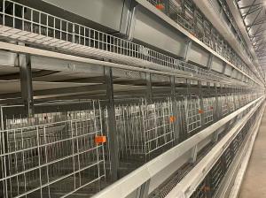 China Poultry Farm Battery Automatic Chicken Cage Saving Feed ISO9001 Approved wholesale