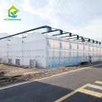 Multi-span Film Blackout Greenhouse for Year-Round Vegetable Cultivation