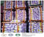 Garlic to Philippines with mesh bag
