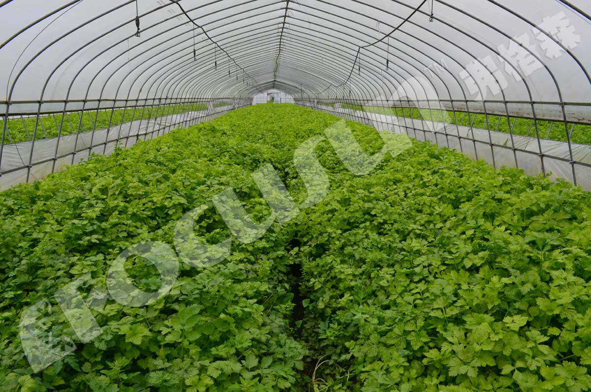 Precooling Machine 1000KG one pallet Vacuum Cooler for Lettuce 380V/3P/50HZ