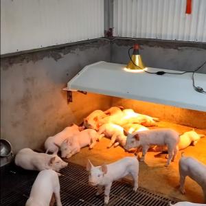 China Pig Farming Livestock Farming Equipment Durable Weaning Cage Stainless wholesale