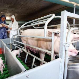 China 300 Sows Farm Complete Pig Project Equipment Farrowing Carte wholesale