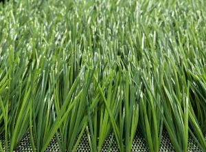 China Wear Resistant Outdoor Pet Friendly Artificial Grass Football Field Plastic Green wholesale