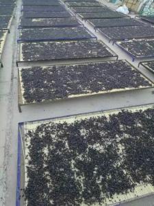 China Dried Black Goji Berry wholesale
