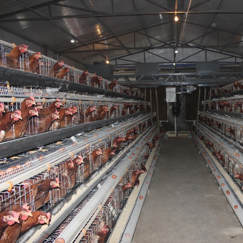 A Type Layer Chicken Battery Cage In Poultry Farm 3 Tiers 4 Tiers