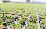 Master Controller 2.9umol/J 1986umol/S Herb Garden Light