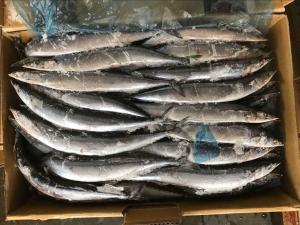 China BRC High Protein BQF Frozen #3 Pacific Saury Fish wholesale