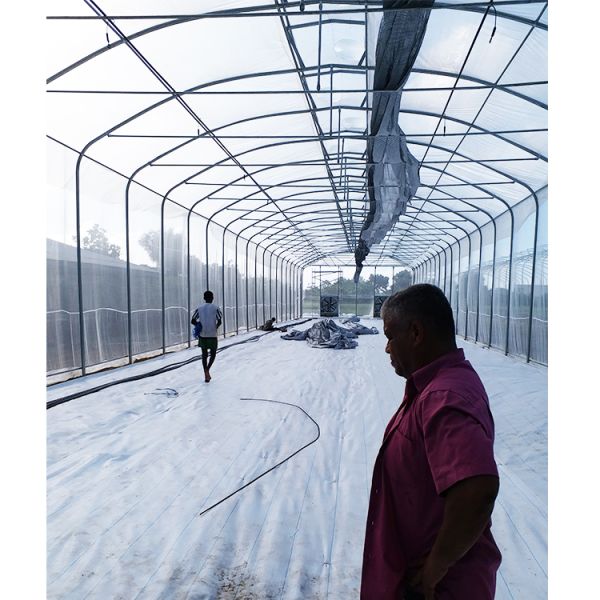 150 Micron Single Span Greenhouse Plastic Film Greenhouse Natural Ventilation Umbrella Roof Vent