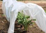 Tear Resistant PP Spunbond Nonwoven Fabric / Vegetable Garden Weed Control