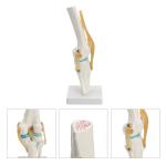 12X12X33CM Human Skeleton Model , Anatomy Knee Model For Education