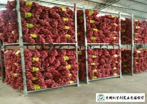 China Round Shape Sweet Yellow Onion No Pesticide Residues Without Pollution wholesale