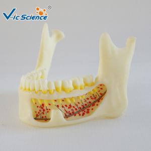 China Mandible Hinge Buccal Teeth Models Dental Anatomy For Medical Teaching wholesale