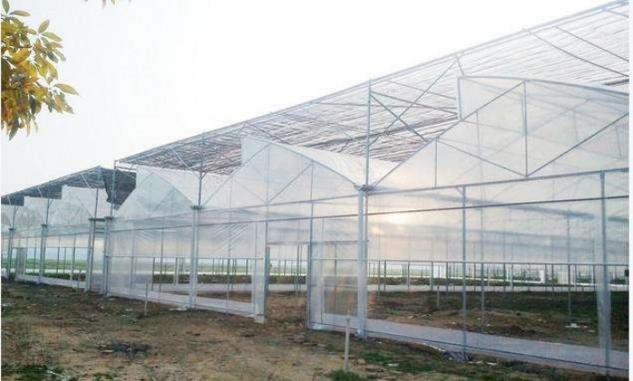 40 Mesh Insect Net Covered Multi Span Sawtooth Type Greenhouse For Rose In Tropical Area