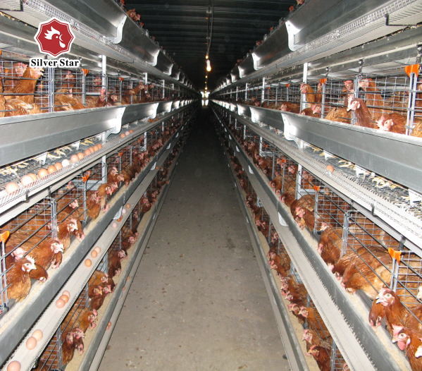 Egg Laying Battery Chicken Cage System Poultry Farm A Type Galvanized Layer 384 Birds / Set