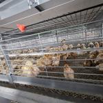 Baby Chicken Galvanized Multi Poultry Broiler Cage Chicken Raising Automatic