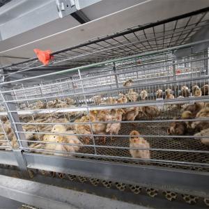 China Floor Saving Meat Broiler Chicken Cage For Chicken Farm wholesale