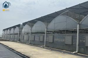 China Transparent Multi Span Plastic Greenhouse For Maximum Crop Yield wholesale