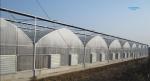 Vegetable Multiple Tunnel Plastic Film Sheet Covering Multi Span Greenhouse