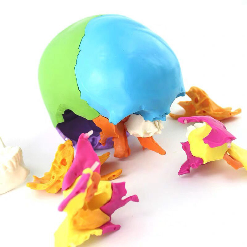 Disarticulated Human cranial 22 Parts cranial Model, Human Exploded cranial Model Adult Bone Color Life-Size