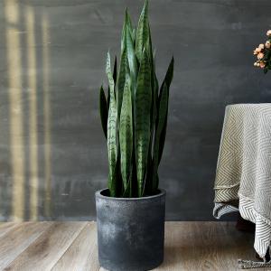China Artificial Potted Bonsai Agave Plant Landing Ornaments Indoor Decoration wholesale