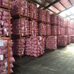 Jinxiang Huatai Fruits and Vegetables,I/E CO.,LTD
