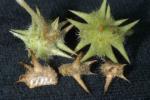 100% natural Tribulus Terrestris Extract , Reducing the blood pressure, anti