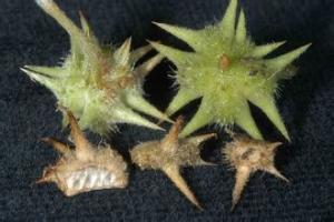 China 100% natural Tribulus Terrestris Extract , Reducing the blood pressure, anti-aging, improve hormones wholesale