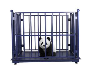 China Electronic OEM 150kg 1M Livestock Scales For Cattle wholesale
