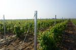Professional Metal Grape Stakes , Vineyard Line Posts Used In Winery