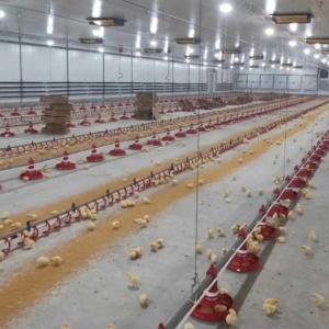 China Broiler Breeder Automated Poultry Feeding System wholesale