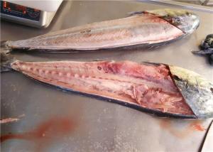 China BQF Pacific Ocean 1KG 2KG Whole Round Fresh Mahi Mahi wholesale