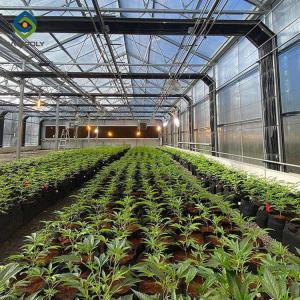 China Mushroom Polythene Film 30m Automated Blackout Greenhouse wholesale