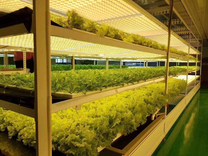 IBoard 120 AC100V Dimmable LED Grow Lights 4