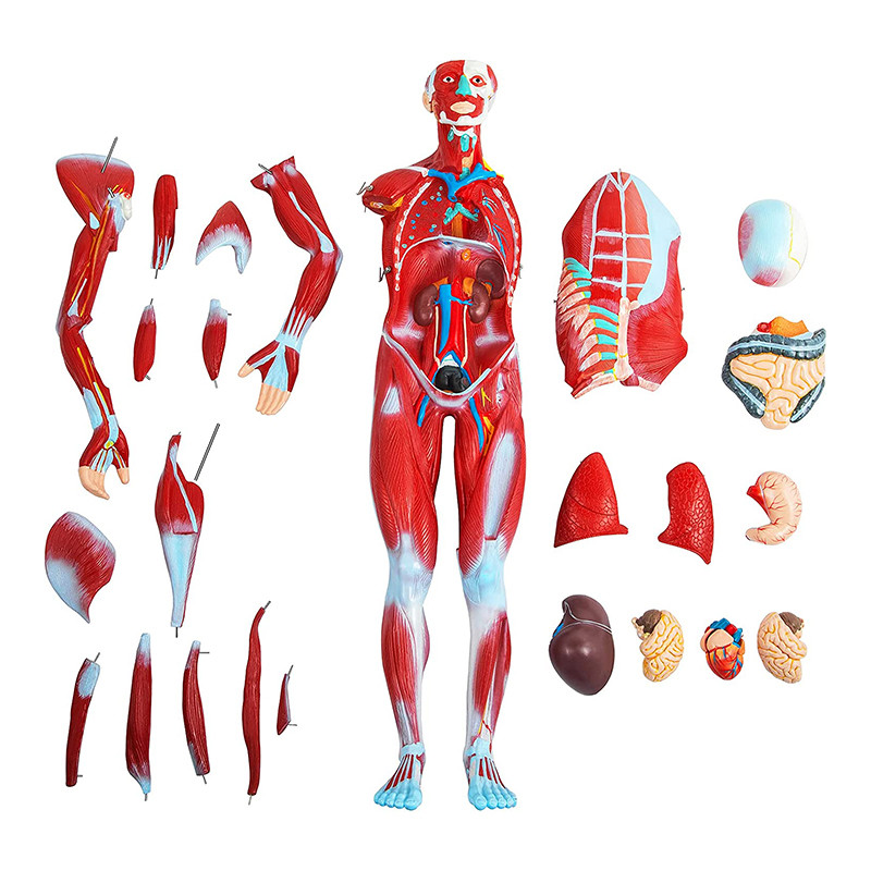 Medical 80cm Human Muscle Model With Internal Organs Human Body Anatomy Model