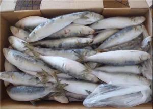 China Fresh 75g Sardinops Melanostictus Frozen Sardine Fish wholesale