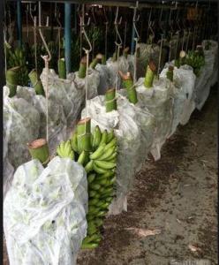 China Hobby Gardening Agriculture Non Woven Fabric 320cm Width Anti Mildew wholesale