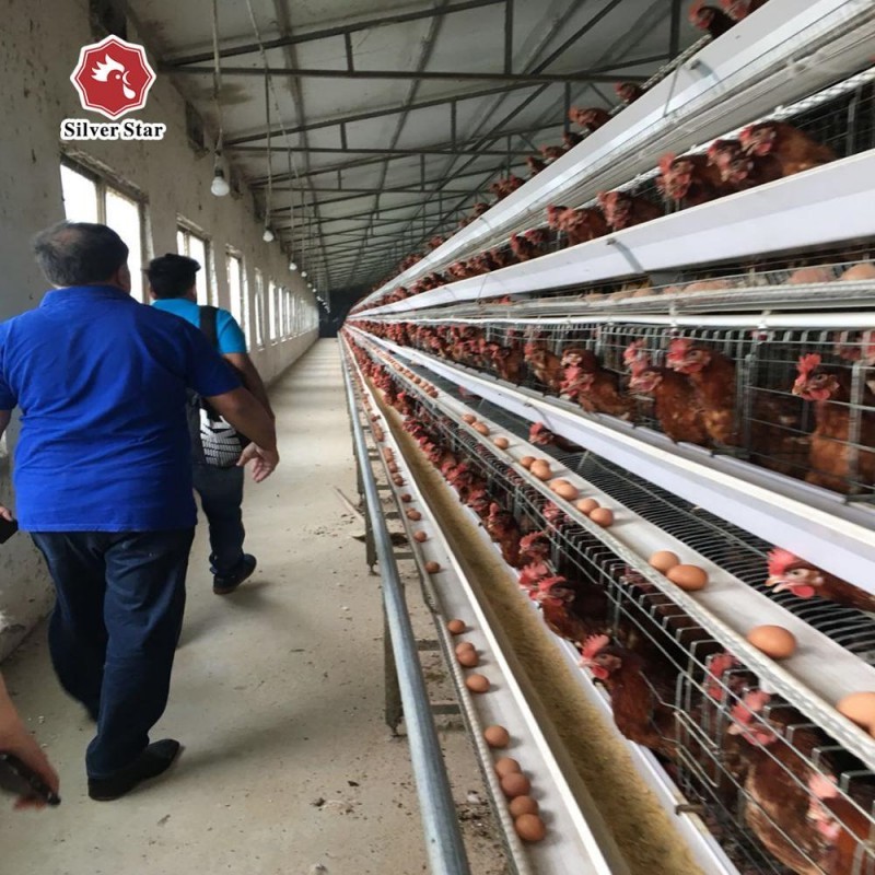 Q235A A Type Laying Hens Battery Chicken Cage With Chicken House For Africa