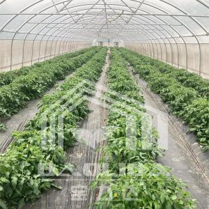 China Economical Tunnel Greenhouse with Side Ventilation for Plant Growth wholesale